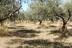 Zemljiste, Pula, Busoler, prodaja, 597000 €, 0 m2
