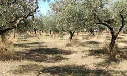 Zemljiste, Pula, Busoler, prodaja, 597000 €, 0 m2