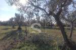 Zemljiste, Fažana, prodaja, 31800 €, 1017 m2