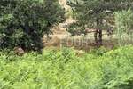 Zemljiste, Rab, Lopar, prodaja, 788000 €, 2389 m2