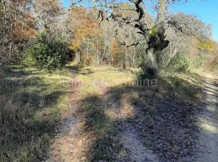 Istra, Barat - prodaja poljoprivrednog zemljišta, 174000m2!