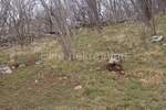 Zemljiste, Jelenje, Podhum, prodaja, 51500 €, 6400 m2