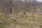 Zemljiste, Jelenje, Podhum, prodaja, 51500 €, 6400 m2