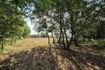 Zemljiste, Kaštelir-Labinci, Kaštelir, prodaja, 156767 €, 24118 m2
