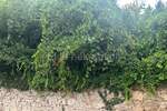Zemljiste, Pula, prodaja, 219000 €, 511 m2