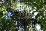 Zemljiste, Vrbovsko, prodaja, 56000 €, 13488 m2