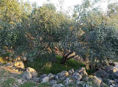 Zemljiste, Brtonigla, prodaja, 71000 €, 3444 m2
