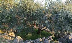 Zemljiste, Brtonigla, prodaja, 302000 €, 14690 m2