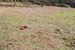 Istra, Marčana - atraktivno građevinsko zemljište, 2000 m2, PRILIKA