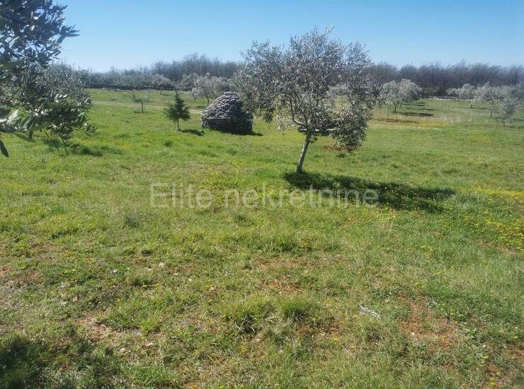 Vodnjan - Prekrasno uređeno zemljište od 13.840m2 s 200 maslina! — fotografija 9