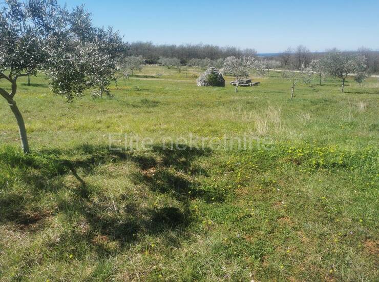 Vodnjan - Prekrasno uređeno zemljište od 13.840m2 s 200 maslina! — fotografija 10