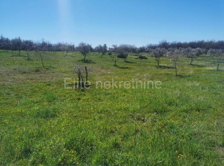 Vodnjan - Prekrasno uređeno zemljište od 13.840m2 s 200 maslina! — fotografija 12