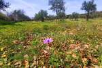 Zemljiste, Rovinj, prodaja, 305000 €, 19568 m2