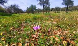 Zemljiste, Rovinj, prodaja, 305000 €, 19568 m2