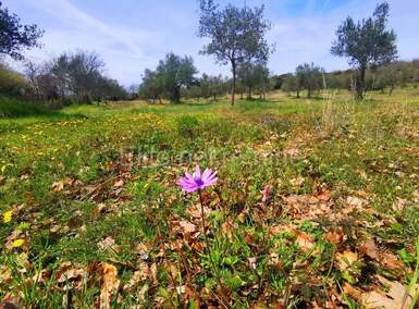 Zemljiste, Rovinj, prodaja, 305000 €, 19568 m2