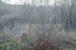 Zemljiste, Matulji, Zvoneća, prodaja, 115000 €, 4633 m2