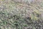 Zemljiste, Vodnjan, prodaja, 1250000 €, 12500 m2