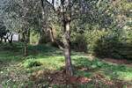 Zemljiste, Barban, Glavani, prodaja, 36500 €, 504 m2