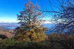OPATIJA, DOBREĆ - Građevinsko zemljište sa starinom i pripojenom zelenom zon