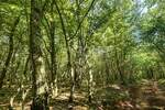 Istra, Svetvinčenat - okolica, poljoprivredno zemljište, 6122m2