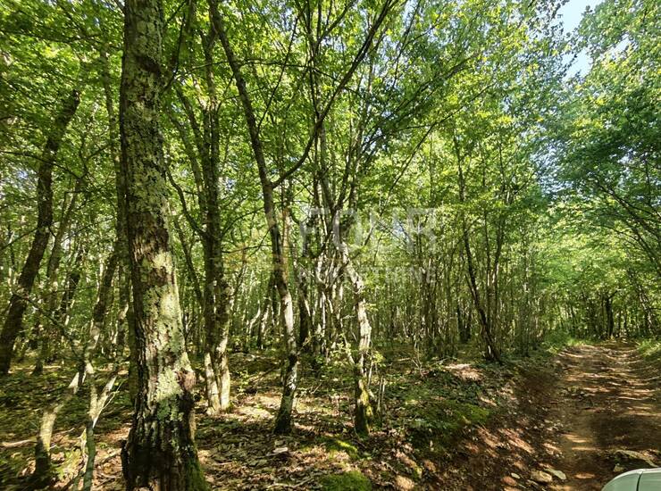 Istra, Svetvinčenat - okolica, poljoprivredno zemljište, 6122m2