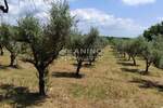 Maslinik s potencijalom – 3.280 m², 80 maslina, Istra