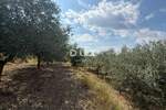 ISTRA, GROŽNJAN - Građevinsko zemljište s predivnim pogledom i maslinama