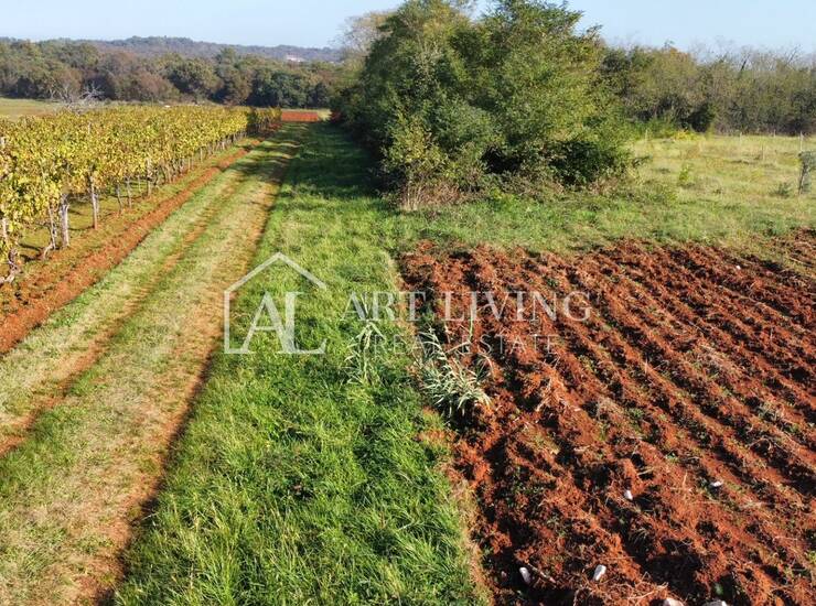 Umag, okolica - atraktivno poljoprivredno zemljište, 2.400 m2 - PRILIKA!