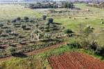 Umag, okolica - atraktivno poljoprivredno zemljište, 2.400 m2 - PRILIKA!
