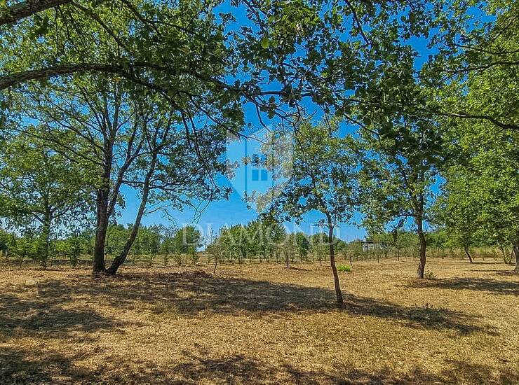 Novigrad okolica, prostrano zemljište 4.900 m2 sa projektom! 