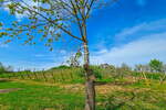 Zemljiste, Ivanec, prodaja, 9500 €, 970 m2