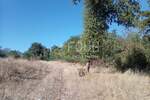 Istra, Brtonigla, zemljište 5.027m2