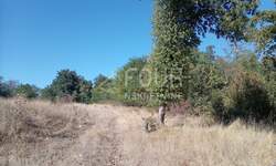 Zemljiste, Brtonigla, prodaja, 135000 €, 5027 m2