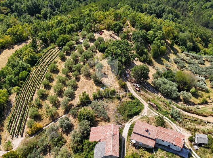 Cerovlje, okolica, građevinsko zemljište sa starim maslinama i pogledom na is — fotografija 2