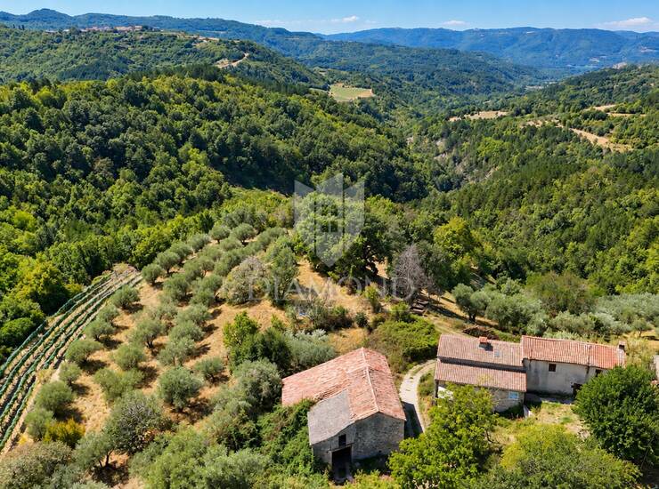 Cerovlje, okolica, građevinsko zemljište sa starim maslinama i pogledom na is — fotografija 3