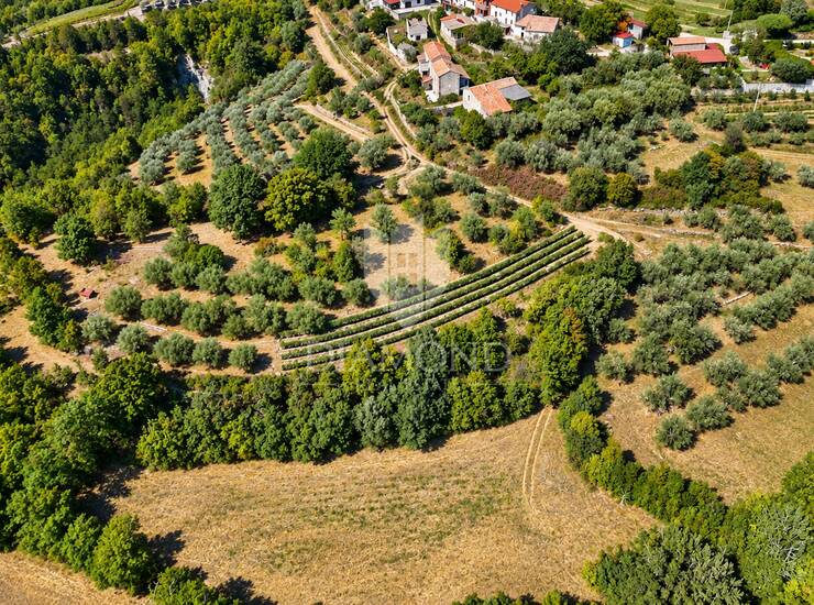 Cerovlje, okolica, građevinsko zemljište sa starim maslinama i pogledom na is — fotografija 4