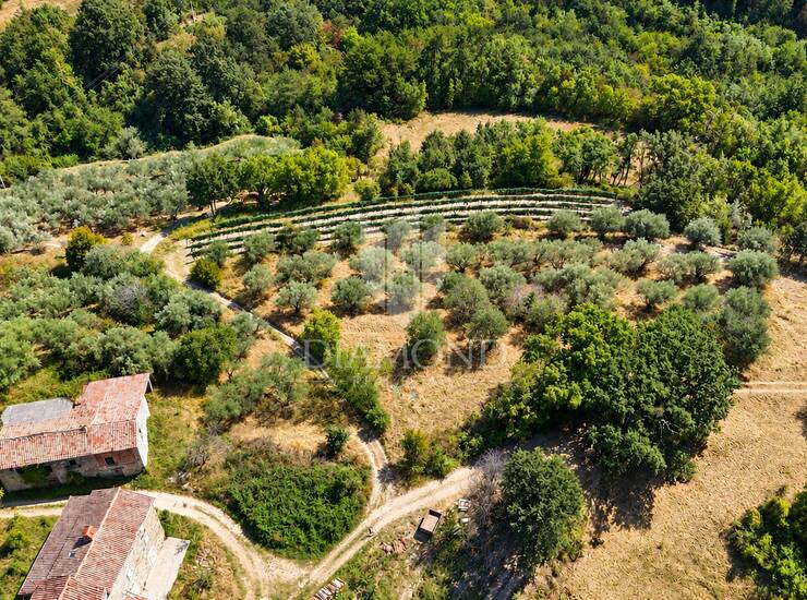 Cerovlje, okolica, građevinsko zemljište sa starim maslinama i pogledom na is — fotografija 5