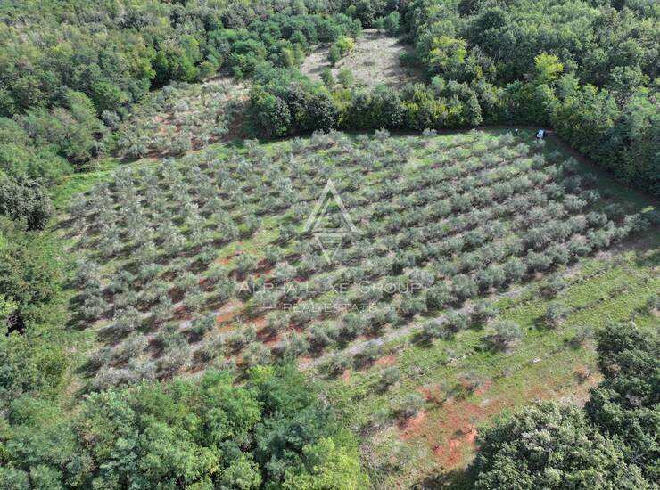 Istra, Kaštelir : Maslinik 12.100 m²