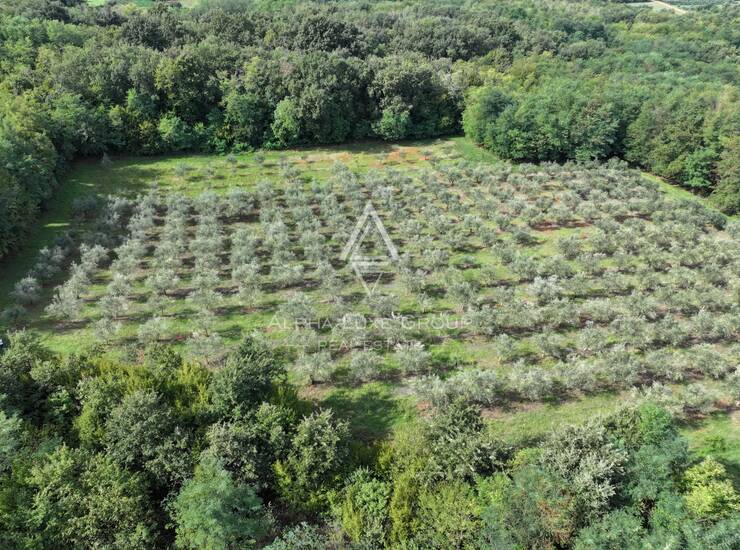 Istra, Kaštelir : Maslinik 12.100 m² — fotografija 2