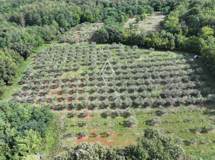 Istra, Kaštelir : Maslinik 12.100 m² — fotografija 3