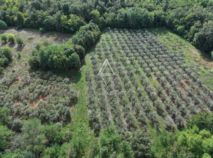 Istra, Kaštelir : Maslinik 12.100 m² — fotografija 4