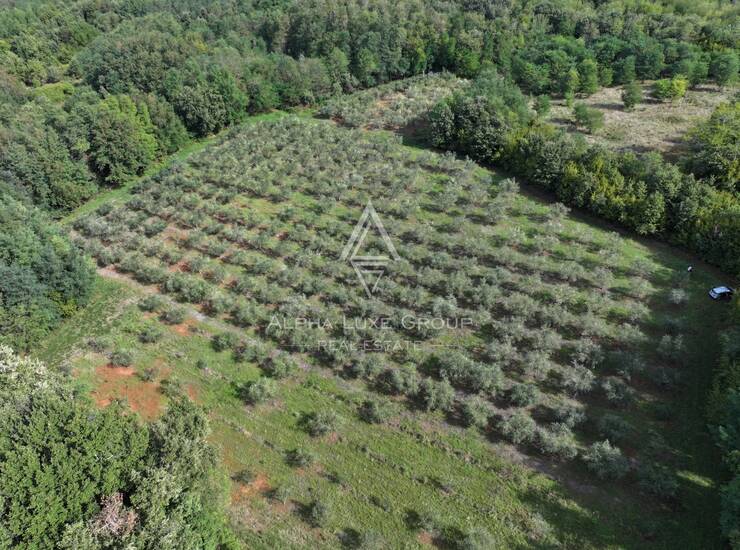 Istra, Kaštelir : Maslinik 12.100 m² — fotografija 5