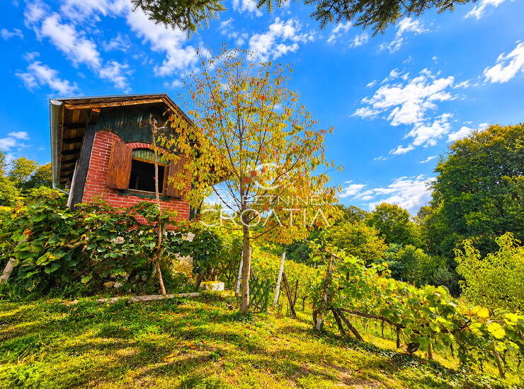 VINOGRAD , KLIJET I ŠUMA