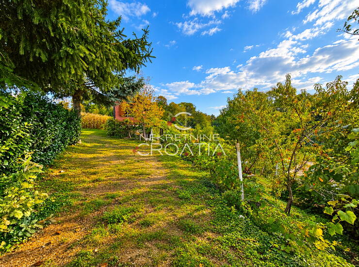 VINOGRAD , KLIJET I ŠUMA — fotografija 2