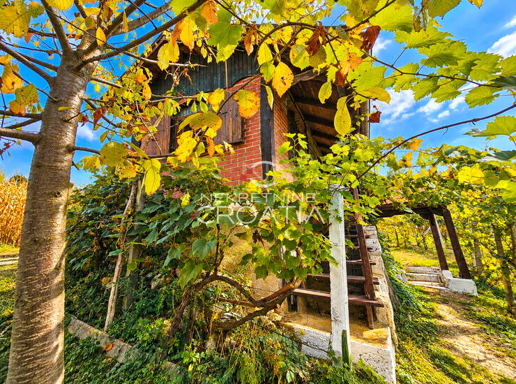VINOGRAD , KLIJET I ŠUMA — fotografija 5