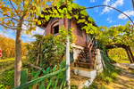 VINOGRAD , KLIJET I ŠUMA — fotografija 6