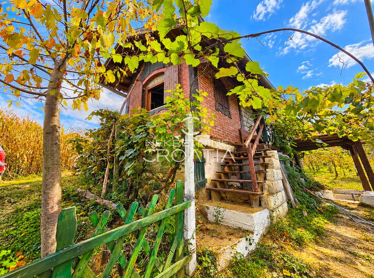 VINOGRAD , KLIJET I ŠUMA — fotografija 6