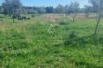 Istra, Vodnjan : Ograđeni maslinik 13.979 m²
