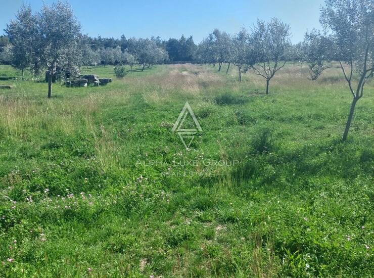 Istra, Vodnjan : Ograđeni maslinik 13.979 m²