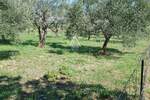 Istra, Vodnjan : Ograđeni maslinik 13.979 m² — fotografija 2